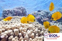  POSTER Deniz, Nehir, Akarsu 