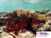  POSTER Deniz, Nehir, Akarsu 