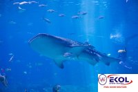  POSTER Deniz, Nehir, Akarsu 